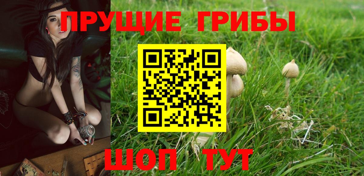 Псилоцибиновые грибы Psilocybine cubensis Валуйки